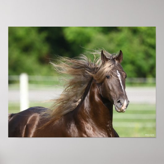 Rocky Mountain Horse Stallion Headshot Poster (Voorkant)
