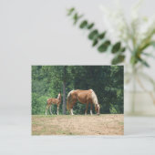 Rocky Mountain-mare en -colt Briefkaart (Staand voorkant)