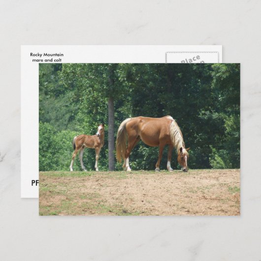 Rocky Mountain-mare en -colt Briefkaart (Voorkant / Achterkant)