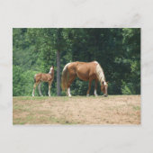 Rocky Mountain-mare en -colt Briefkaart (Voorkant)