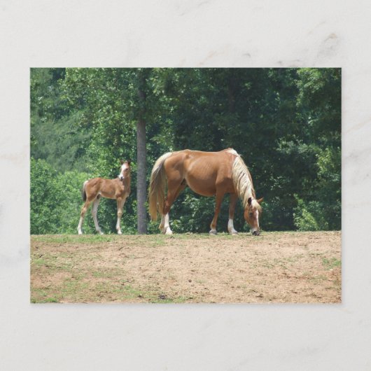Rocky Mountain-mare en -colt Briefkaart (Voorkant)