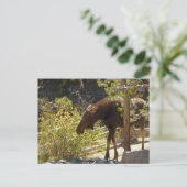Rocky Mountain Moose Natuur fotografie Briefkaart (Staand voorkant)