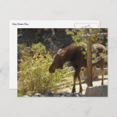 Rocky Mountain Moose Natuur fotografie Briefkaart (Voorkant / Achterkant)