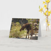 Rocky Mountain Moose Natuur fotografie Kaart (Gele Bloem)