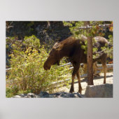 Rocky Mountain Moose Poster (Voorkant)