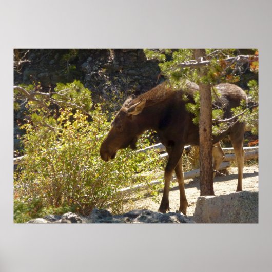 Rocky Mountain Moose Poster (Voorkant)