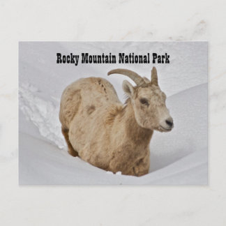 Rocky Mountain National Park Wildlife Briefkaart