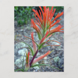 Rocky Mountain Park Briefkaart