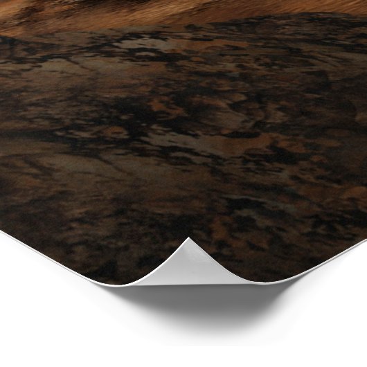 Rocky Mountain scène met kale adelarend in het geb Poster (Hoek)