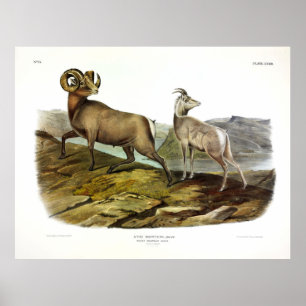 Rocky Mountain Sheep, Bighorn Sheep van Audubon Poster