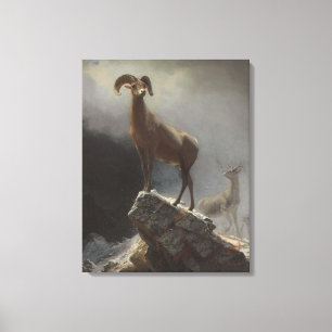 Rocky Mountain Sheep of Big Horn, Ovis, Montana, c Canvas Afdruk