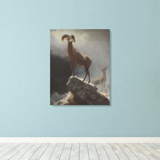 Rocky Mountain Sheep of Big Horn, Ovis, Montana, c Canvas Afdruk (Insitu (Houten vloer))