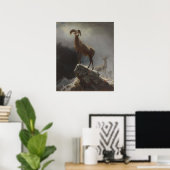 Rocky Mountain Sheep of Big Horn, Ovis, Montana, c Poster (Thuiskantoor)
