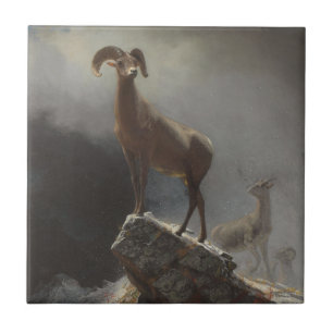 Rocky Mountain Sheep of Big Horn, Ovis, Montana, c Tegeltje