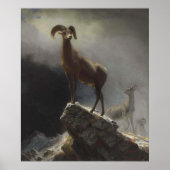 Rocky Mountain Sheep van Albert Bierstadt Poster (Voorkant)