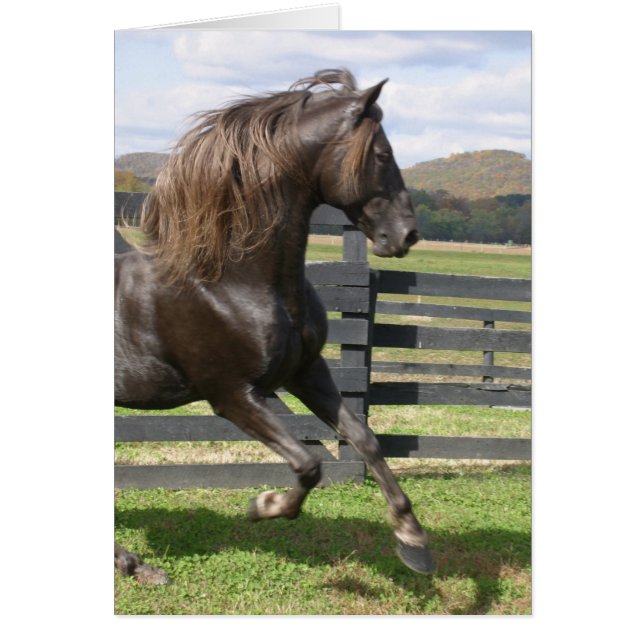 Rocky Mountain Stallion (Voorkant)