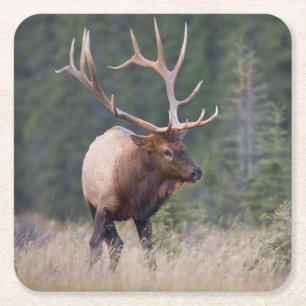 Rocky Mountain-wapiti Kartonnen Onderzetters