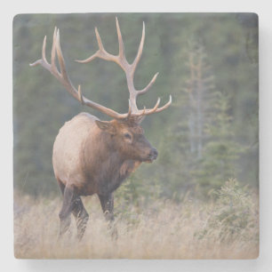 Rocky Mountain-wapiti Stenen Onderzetter