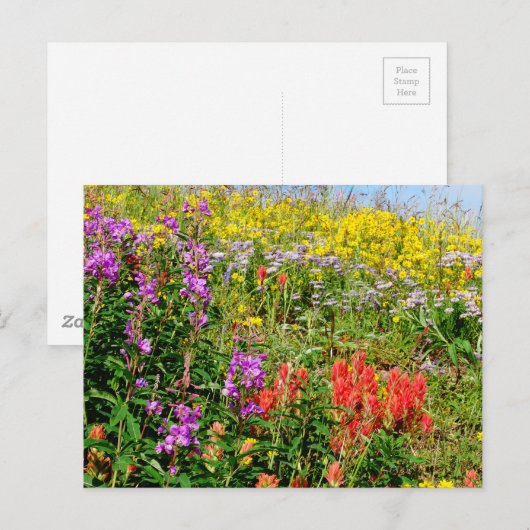 Rocky Mountain Wildbloemen Briefkaart (Voorkant / Achterkant)