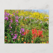 Rocky Mountain Wildbloemen Briefkaart (Voorkant)