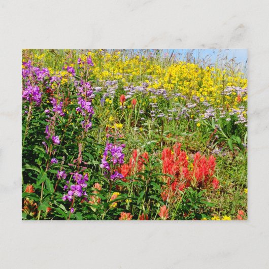 Rocky Mountain Wildbloemen Briefkaart (Voorkant)