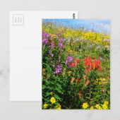 Rocky Mountain Wildbloemen Briefkaart (Voorkant / Achterkant)