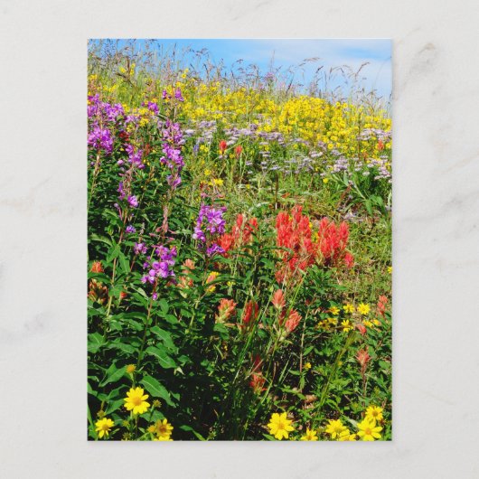 Rocky Mountain Wildbloemen Briefkaart (Voorkant)