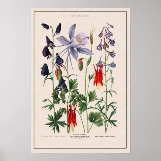 Rocky Mountain Wildbloemen Poster (Voorkant)