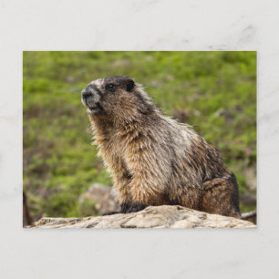 Rocky Mountains Murmeltier Briefkaart