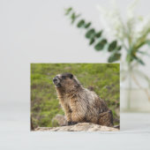 Rocky Mountains Murmeltier Briefkaart (Staand voorkant)