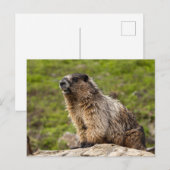 Rocky Mountains Murmeltier Briefkaart (Voorkant / Achterkant)