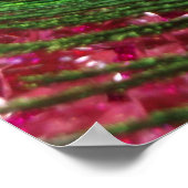 Rocky Pink Peacock Feather Poster (Hoek)