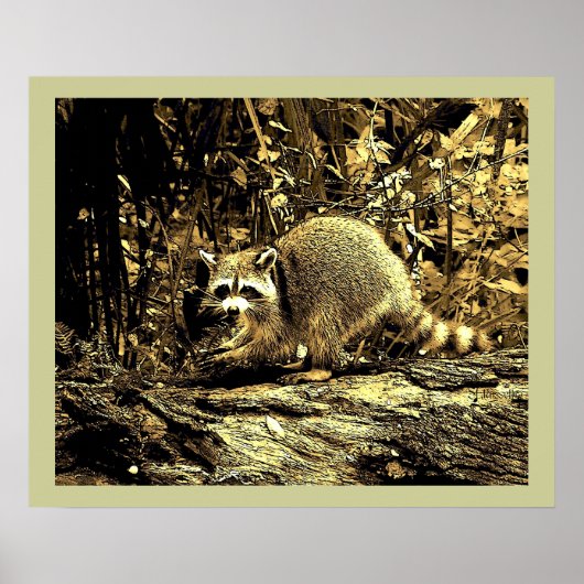 ROCKY RACCOON OP EEN BOOM POSTER (Voorkant)