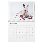 Rocky the Bull Terrier 2024 Kostuumkalender Kalender (Feb 2026)