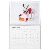 Rocky the Bull Terrier 2024 Kostuumkalender Kalender (Jan 2026)