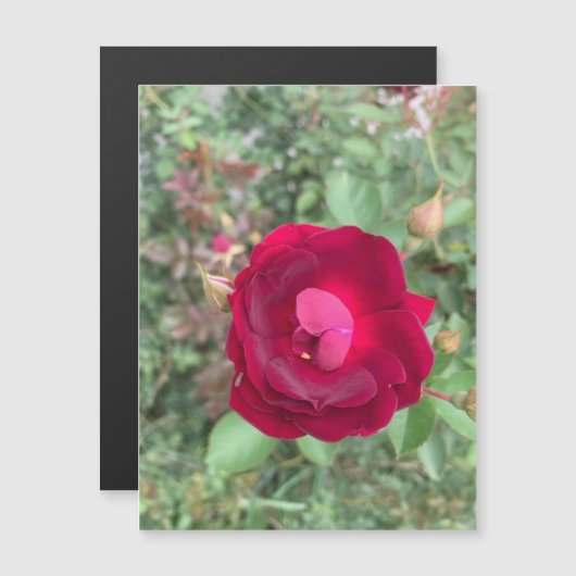 roddelmagneet voor Roos (Voorkant / Achterkant)