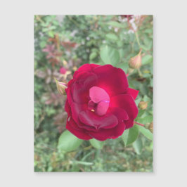 roddelmagneet voor Roos