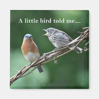 Roddelvogels Magneet