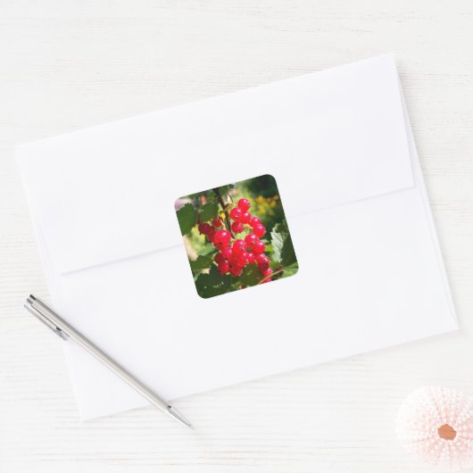 Rode aalbes vierkante sticker (Envelop)