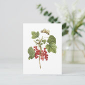 rode aalbessen (Ribes rubrum) van Redouté Briefkaart (Staand voorkant)