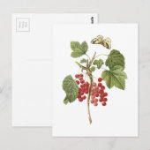 rode aalbessen (Ribes rubrum) van Redouté Briefkaart (Voorkant / Achterkant)