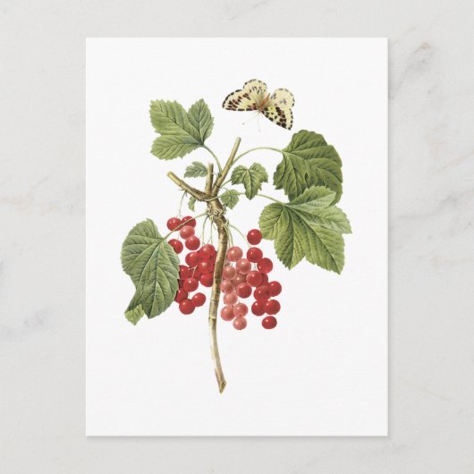 rode aalbessen (Ribes rubrum) van Redouté Briefkaart (Voorkant)