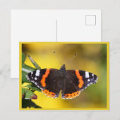 Rode admiraal briefkaart (Voorkant / Achterkant)