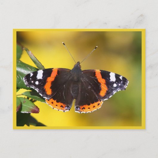 Rode admiraal briefkaart (Voorkant)