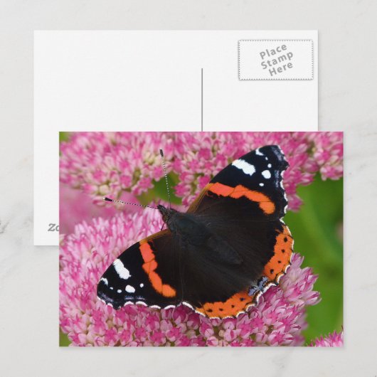 Rode admiraal op Sedum (herfst Joy) Briefkaart (Voorkant / Achterkant)