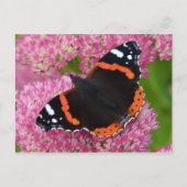 Rode admiraal op Sedum (herfst Joy) Briefkaart (Voorkant)