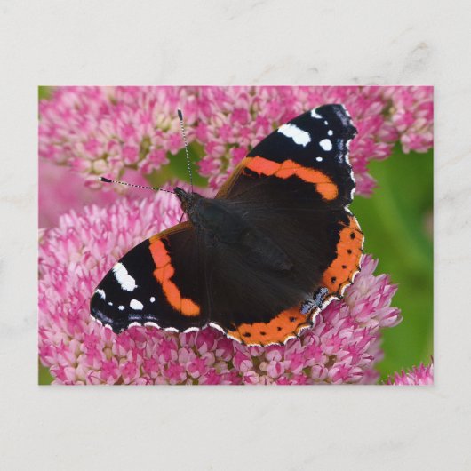 Rode admiraal op Sedum (herfst Joy) Briefkaart (Voorkant)