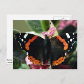 Rode admiraal, Vanessa atalanta Briefkaart (Voorkant / Achterkant)