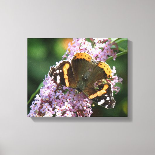 Rode Admiraalvlinder en Buddleia Canvasprint Canvas Afdruk (Voorkant)
