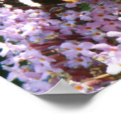 Rode Admiraalvlinder en Buddleia Poster (Hoek)
